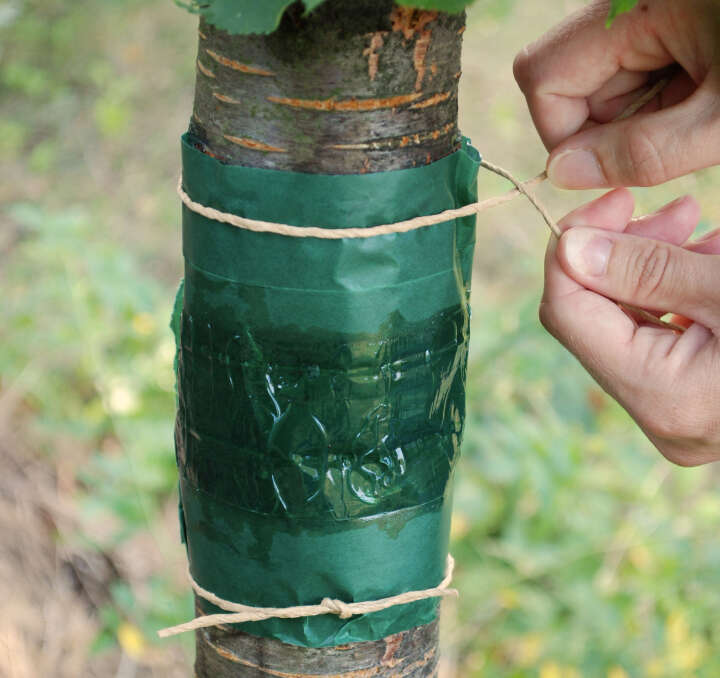 Schacht Raupen-Leimring